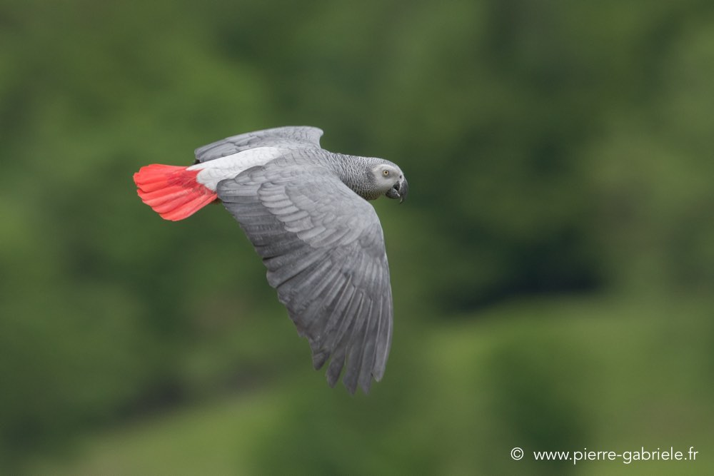 gris-du-gabon-d500_2255.jpg