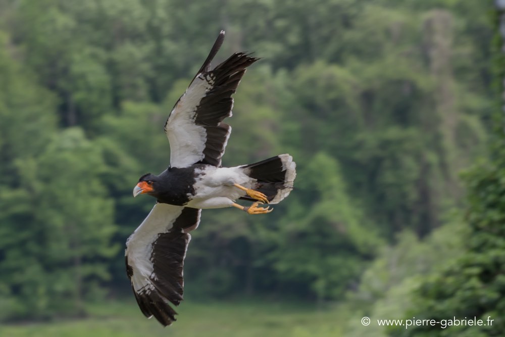 caracara-d500_2137.jpg