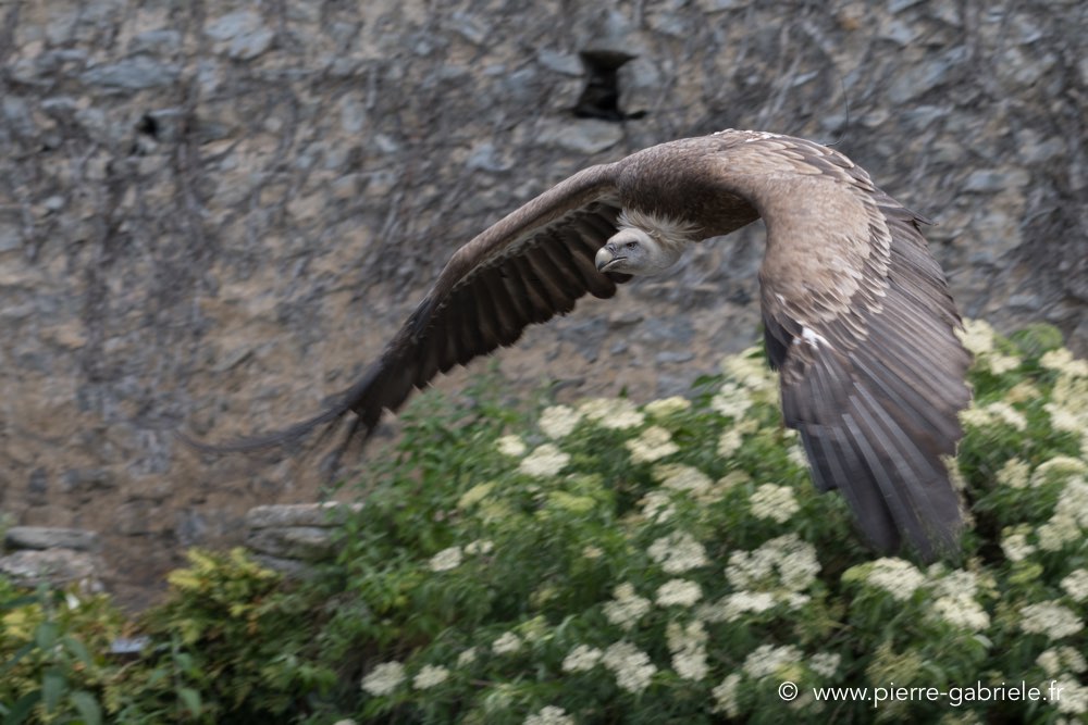 vautour-d500_2241.jpg