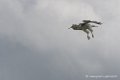desaugures-d500_2122