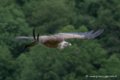 vautour-d500_2228