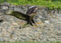 caracara-gh6_4977