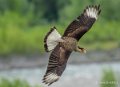 caracara-gh7_0820