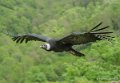 condor-gh6_5036