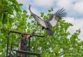 condor-gh6_5038