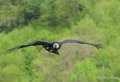condor-gh6_5048