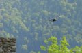 condor-gh6_5057