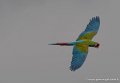 ara-g93_9464