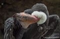 condor-g91_9874