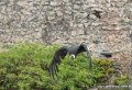 condor-g91_9977