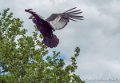 condor-g91_9979
