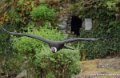 condor-g91_9983