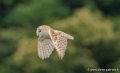 effraie-g93_9423