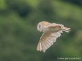 effraie-g93_9424
