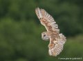 effraie-g93_9426