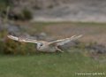 effraie-g93_9428