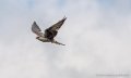faucon-g93_9368