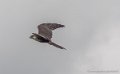 faucon-g93_9375