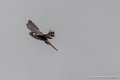 faucon-g93_9379