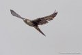 faucon-g93_9383
