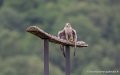 faucon-g93_9385