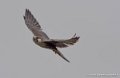 faucon-g93_9387