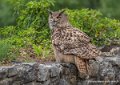 grand-duc-g93_9437