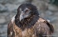 gypaete-g91_9878