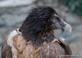gypaete-g91_9879