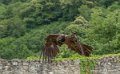 gypaete-g91_9928