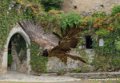gypaete-g91_9940