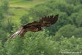 gypaete-g91_9945