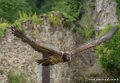 gypaete-g91_9953