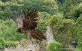 gypaete-g91_9956