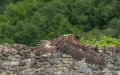 gypaete-g91_9963