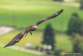milan-g93_9399
