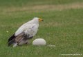 percnoptere-g93_9389