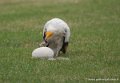 percnoptere-g93_9390