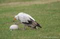 percnoptere-g93_9392