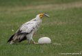 percnoptere-g93_9393
