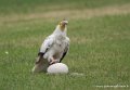 percnoptere-g93_9394