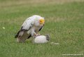 percnoptere-g93_9395