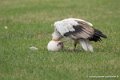 percnoptere-g93_9396