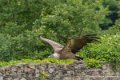 vautour-g91_9974