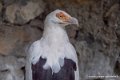 vautour-palmiste-g91_9866