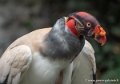 vautour-pape-g91_9870