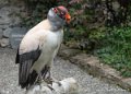 vautour-pape-g91_9872