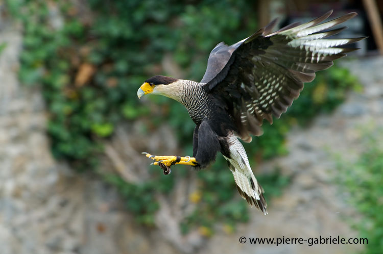 caracara_7940.jpg