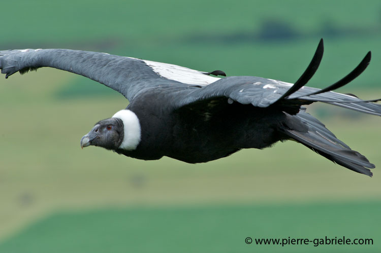 condor_8013.jpg