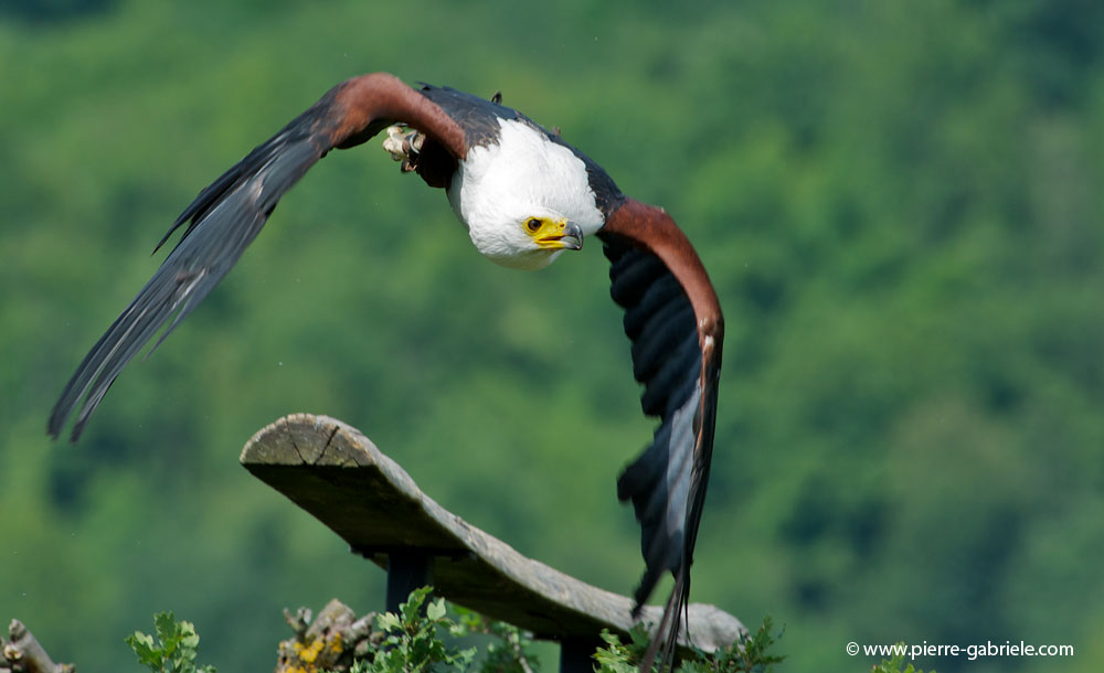 pigargue_8046.jpg